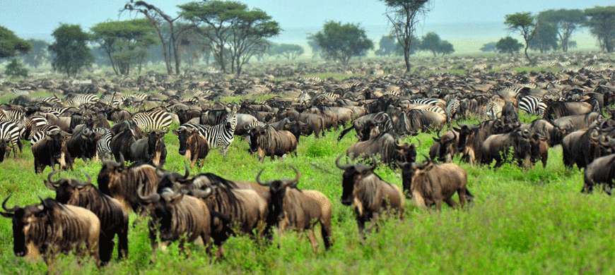 When Can I See The Great Migration?