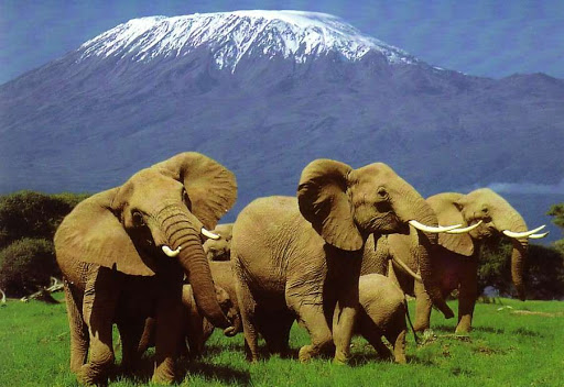 5 Days Tanzania Safari- Serengeti and Ngorongoro Crater