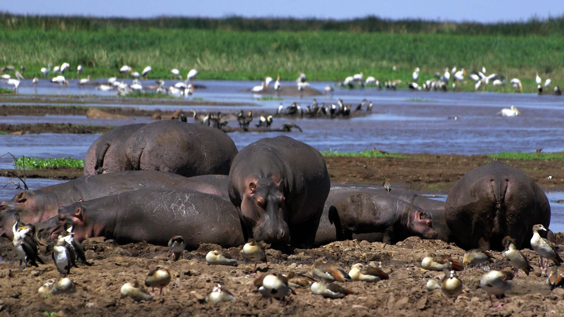 1 Day Tanzania Safari- Lake Manyara National Park