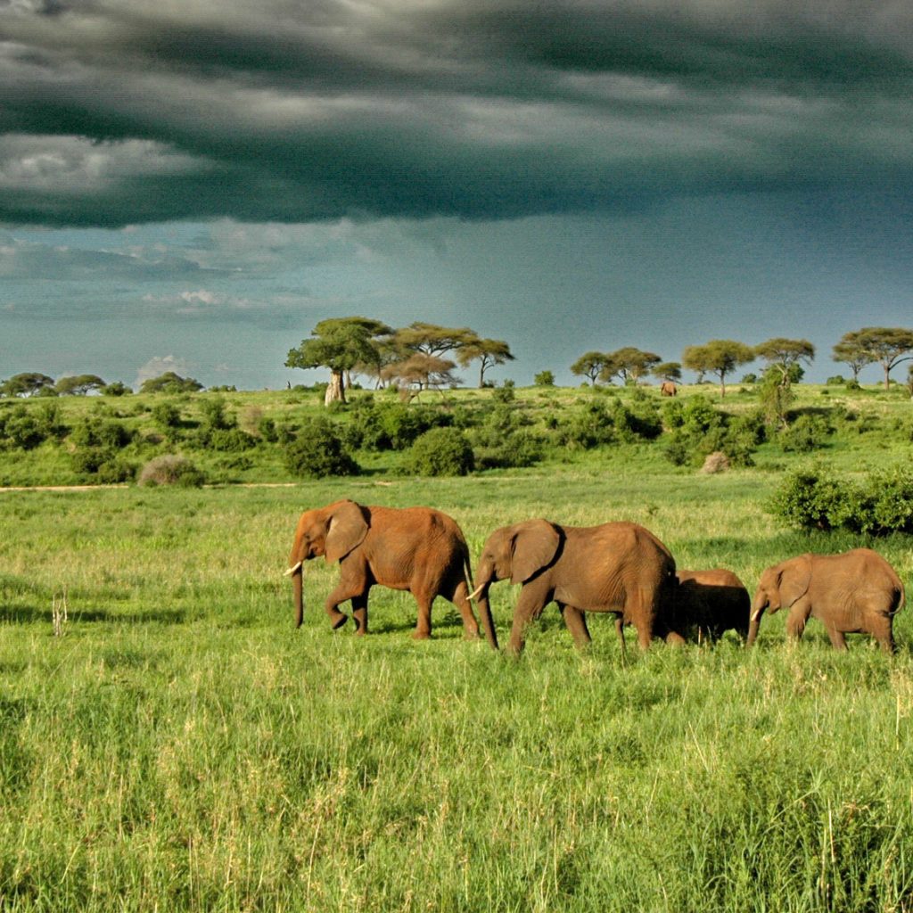 1 Day Tanzania Safari- Tarangire National Park